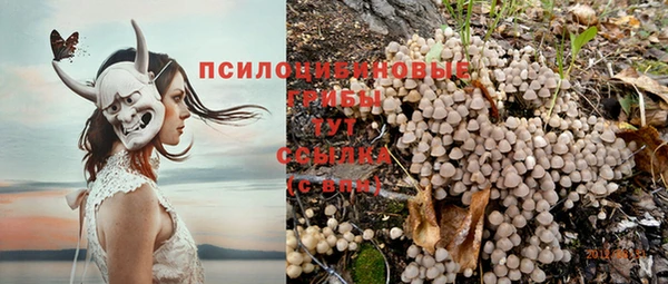 ГАЛЛЮЦИНОГЕННЫЕ ГРИБЫ Баксан